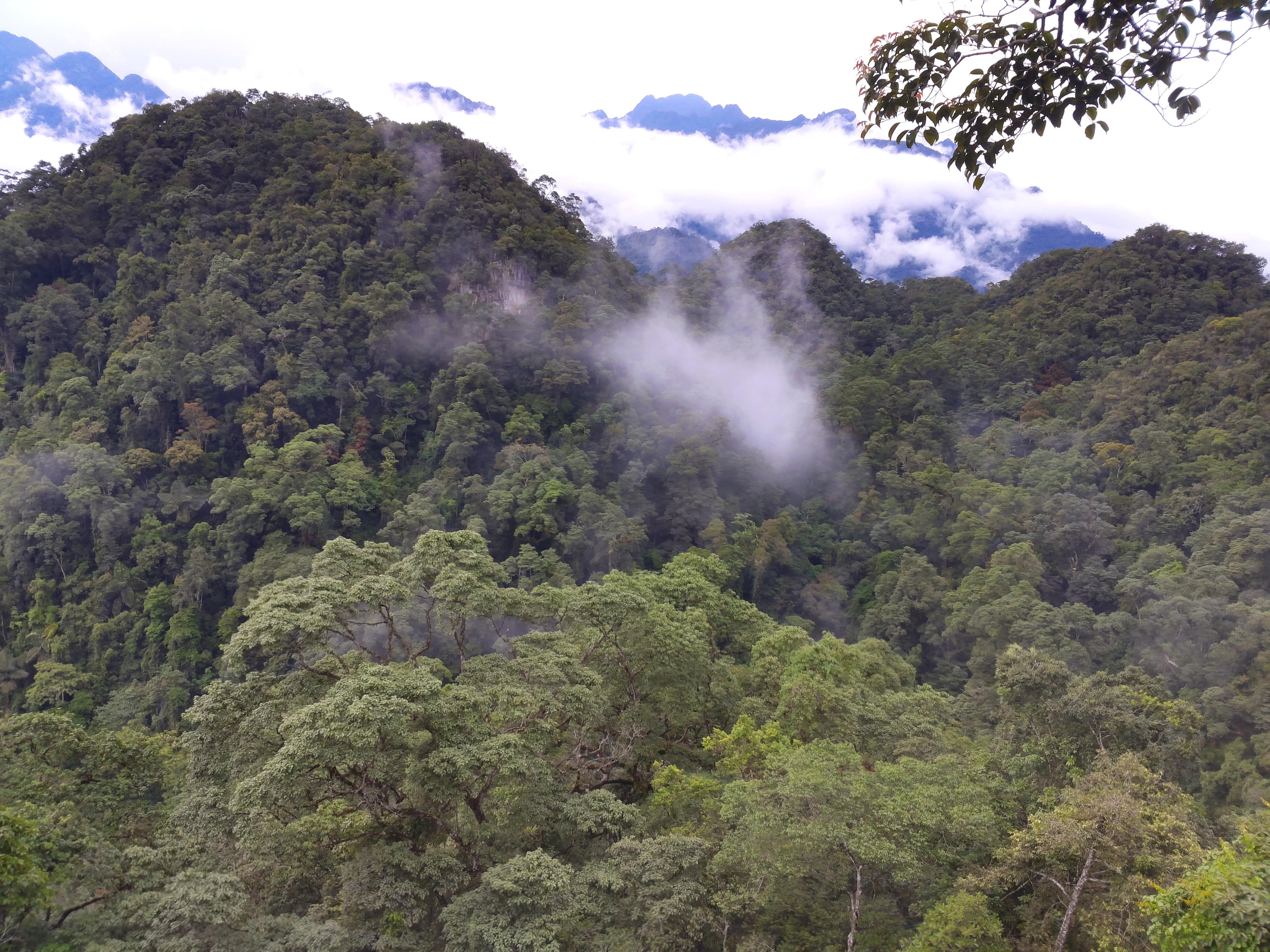 Giải pháp bảo vệ thiên nhiên, đa dạng sinh học và phát triển rừng bên vững trên địa bàn tỉnh Yên Bái